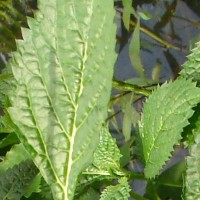 Stachytarpheta urticifolia Sims